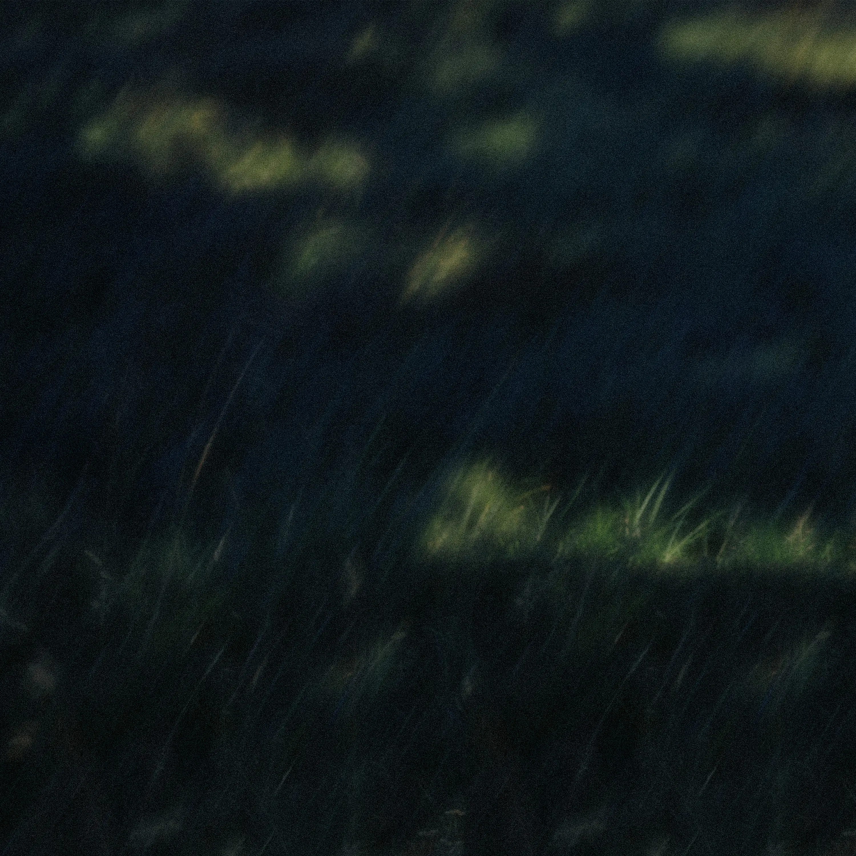 Grass illustration